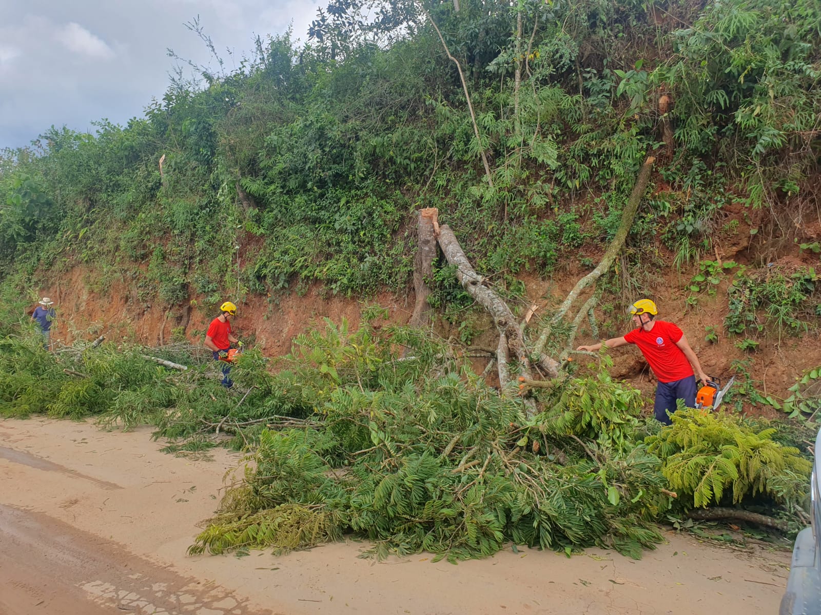 Bombeiros de Barbacena realizam supressão de árvores com risco iminente de queda em Antônio Carlos em Barbacena
