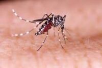 Dengue pode ser transmitida por transfusão de sangue