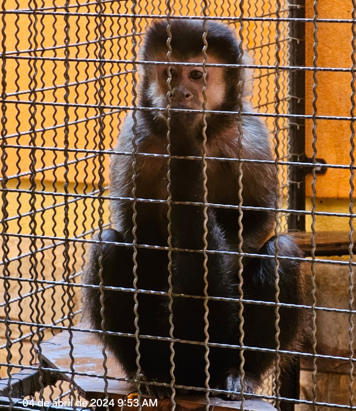 Polícia Civil  resgata macaco-prego vítima de maus-tratos em Congonhas