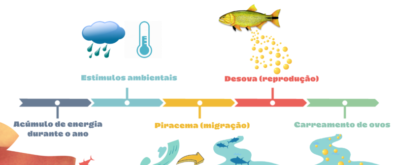 Piracema em Minas Gerais impõe restrições à pesca - Imagem do artigo original
