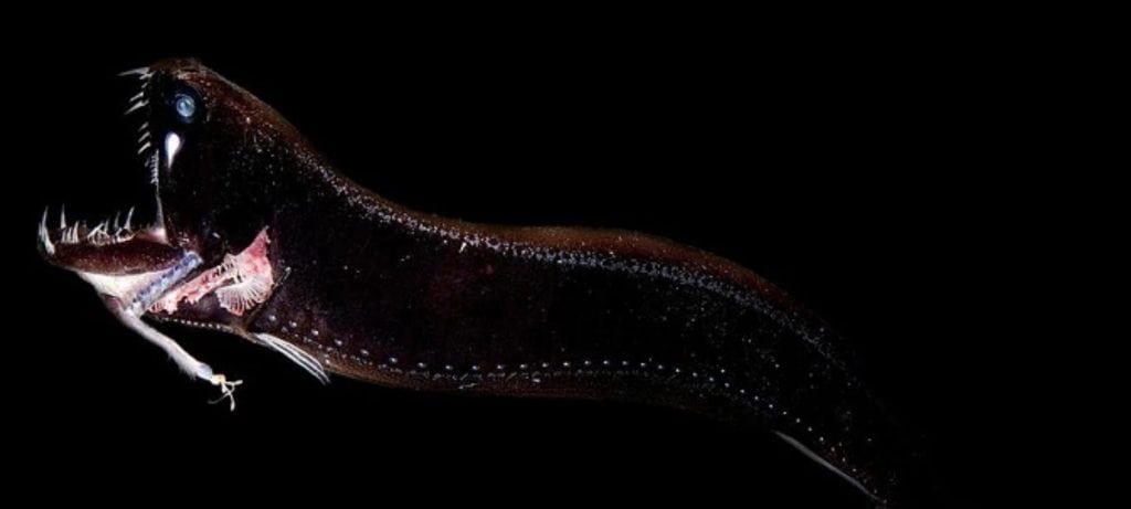 Criaturas marinhas: 8 espécies que parecem alienígenas - Imagem do artigo