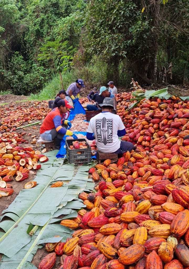 Cacau no Norte de Minas cresce com plantio a pleno sol - Imagem do artigo original