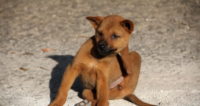 Pulgas em animais de estimação: 7 mitos que prejudicam pets - Imagem do artigo