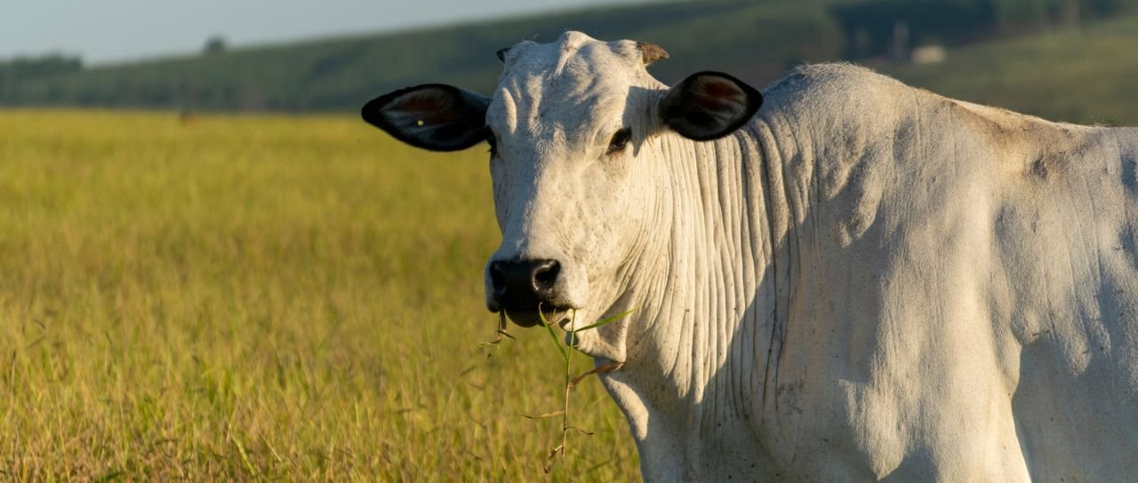 Exportações de carne bovina sobem apesar de tarifa dos EUA - Imagem do artigo