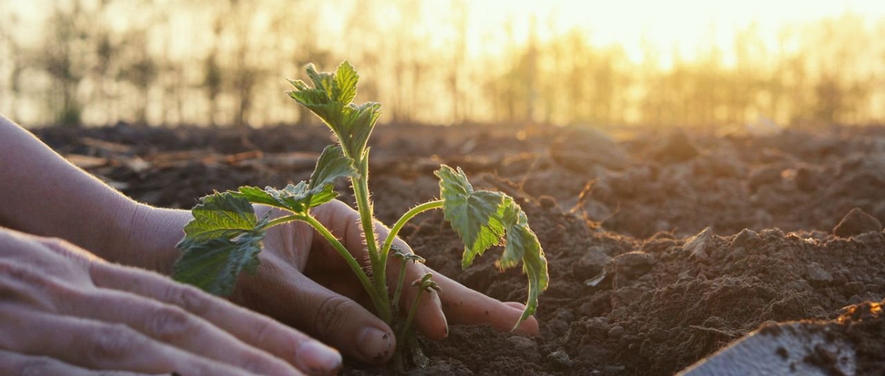 Itaú BBA e Mosaic destinam R$ 250 mi a agricultura verde - Imagem do artigo
