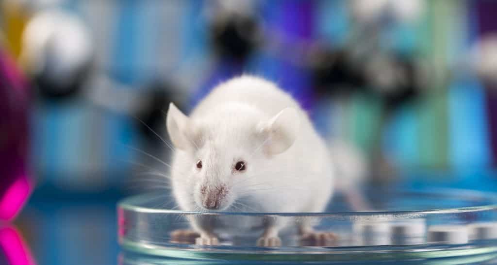 Diabetes tipo 1 é revertida em ratos por terapia híbrida - Imagem do artigo