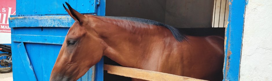 Passaporte Sanitário Equestre agiliza trânsito de equídeos - Imagem do artigo