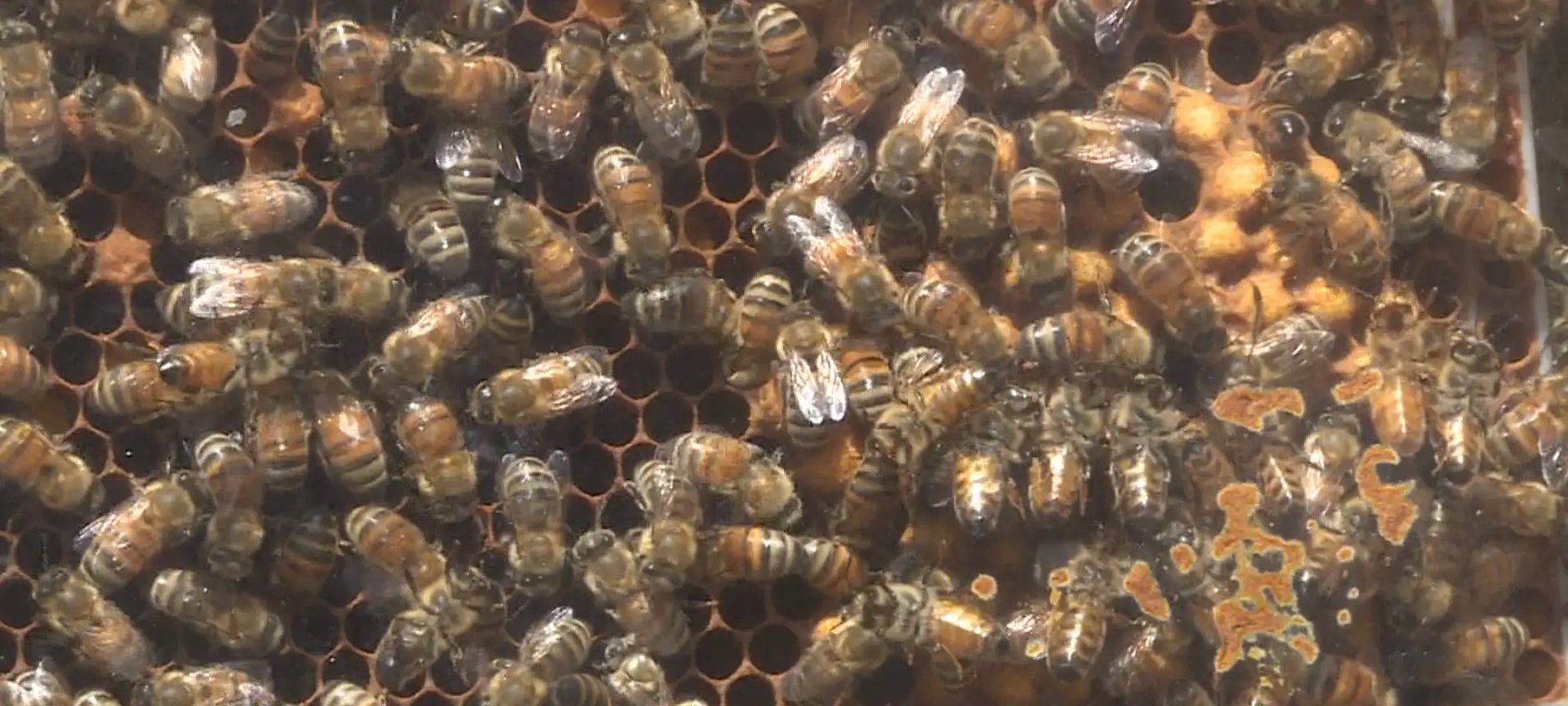 Ácaro tropilaelaps leva Canadá a pedir veto a abelhas - Imagem do artigo