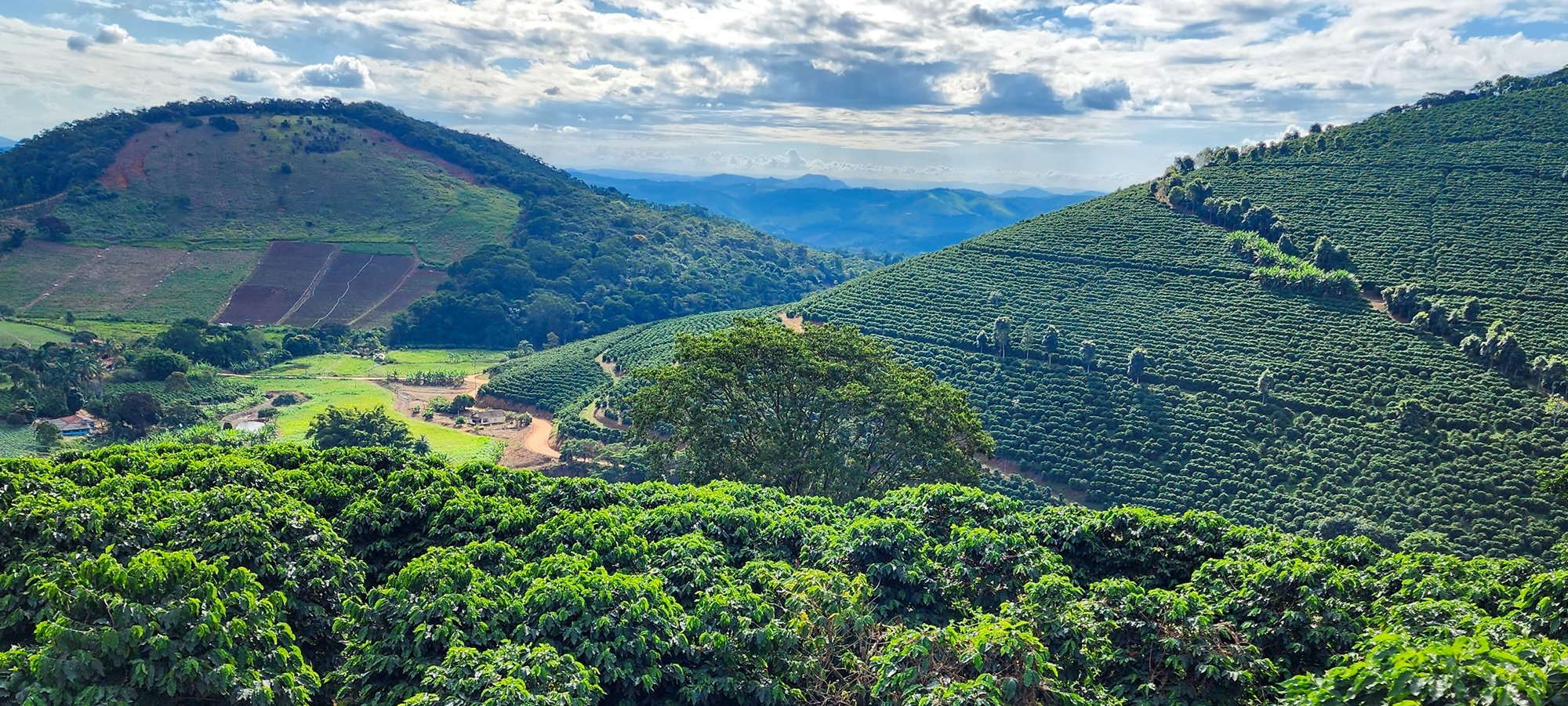 Valor Bruto da Produção agropecuária mineira bate R$168 bi - Imagem do artigo