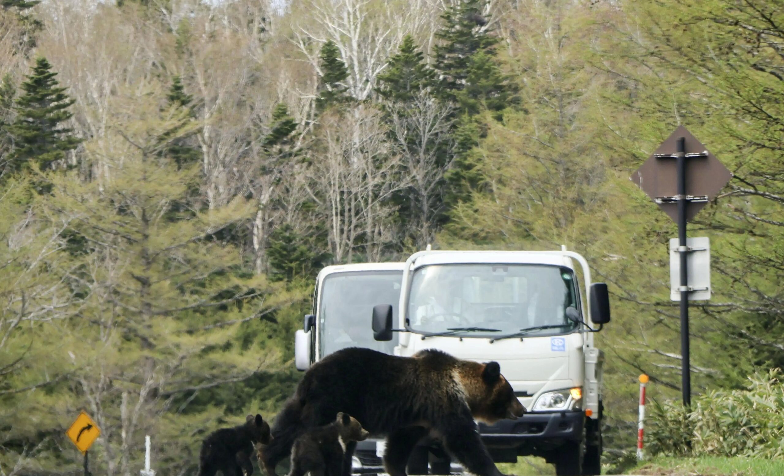 Ataque de urso no Japão fere homem em banheiro público - Imagem do artigo
