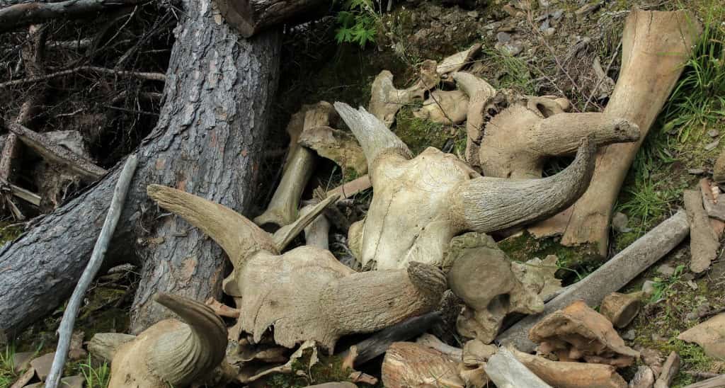 Caça em massa impulsionou Homo sapiens há 50 mil anos - Imagem do artigo