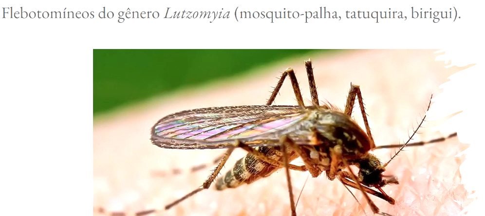 Leishmaniose visceral: médicos de Montes Claros se atualizam - Imagem do artigo