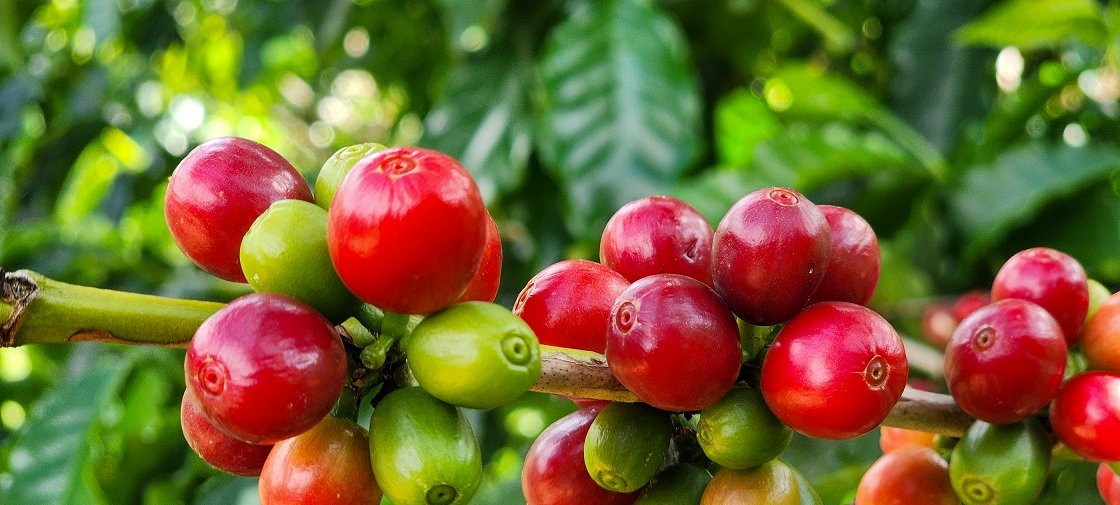 Exportações do agro mineiro atingem recorde de US$ 18,1 bi - Imagem do artigo