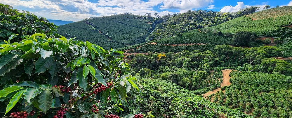 Valor Bruto da Produção agropecuária mineira bate recorde - Imagem do artigo
