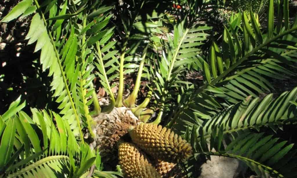 Plantas raras desafiam extinção com tamanho e odor únicos - Imagem do artigo