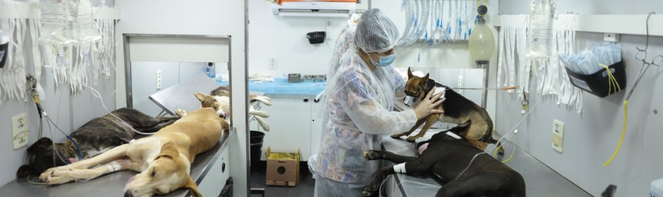 Fauna doméstica em Minas Gerais ganha proteção inédita - Imagem do artigo