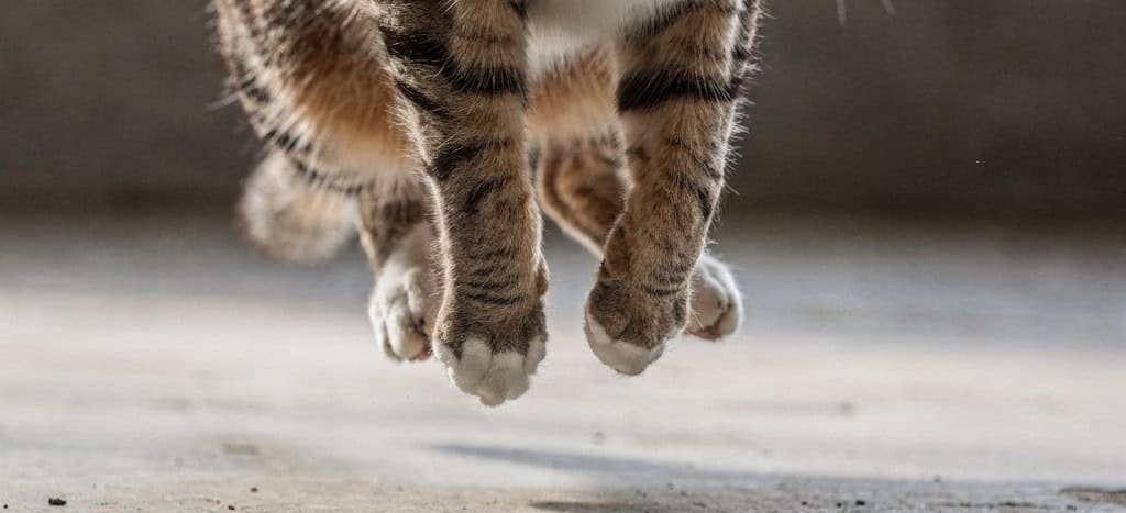 Gatos sobrevivem a quedas: como corpo reduz impacto - Imagem do artigo