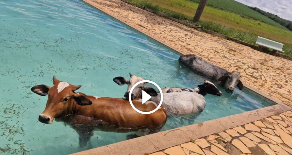 Bombeiros resgatam vacas de piscina em Alfenas - Imagem do artigo