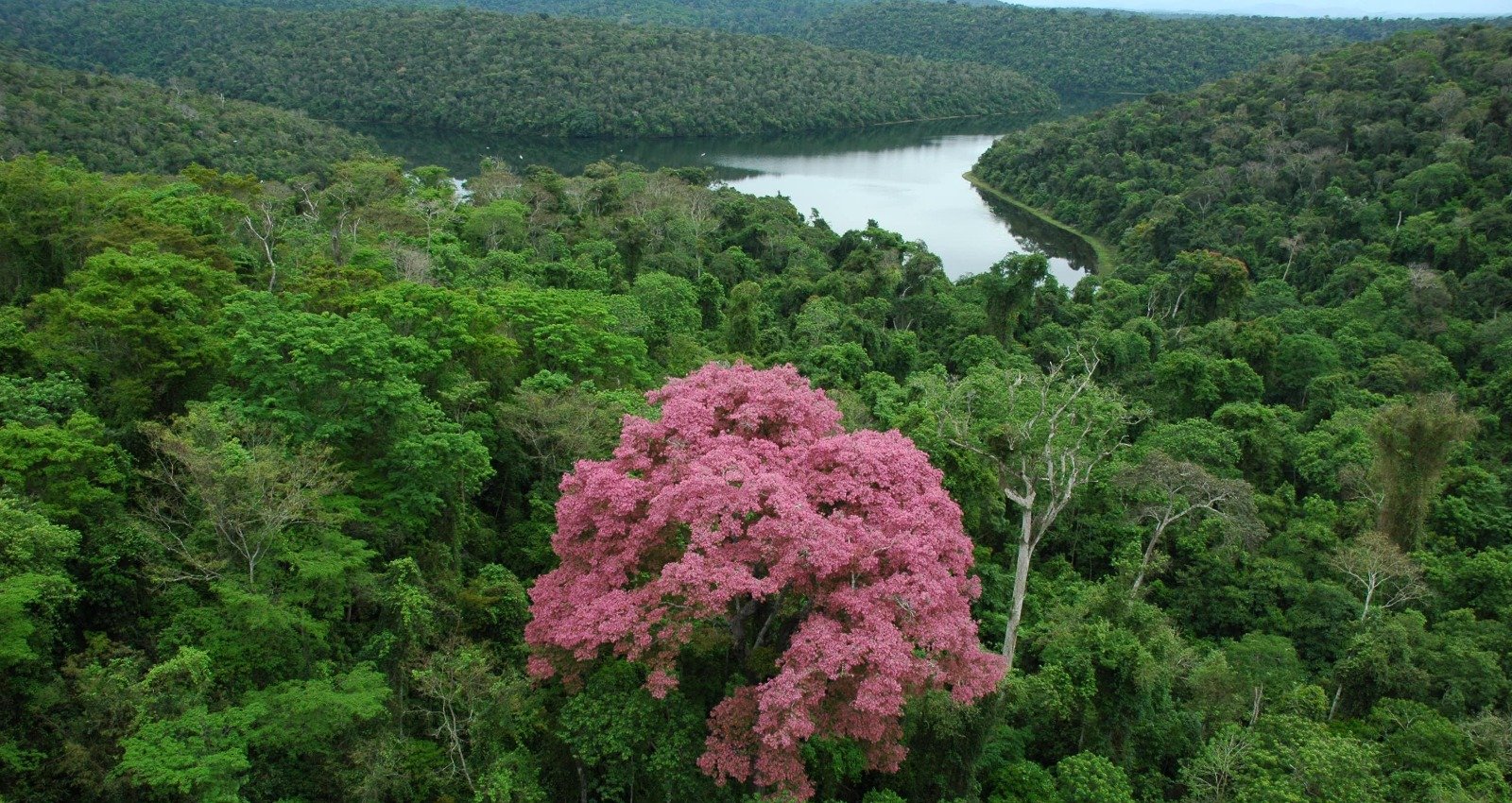 Parque Estadual do Rio Doce terá nova gestão via OS parceira - Imagem do artigo