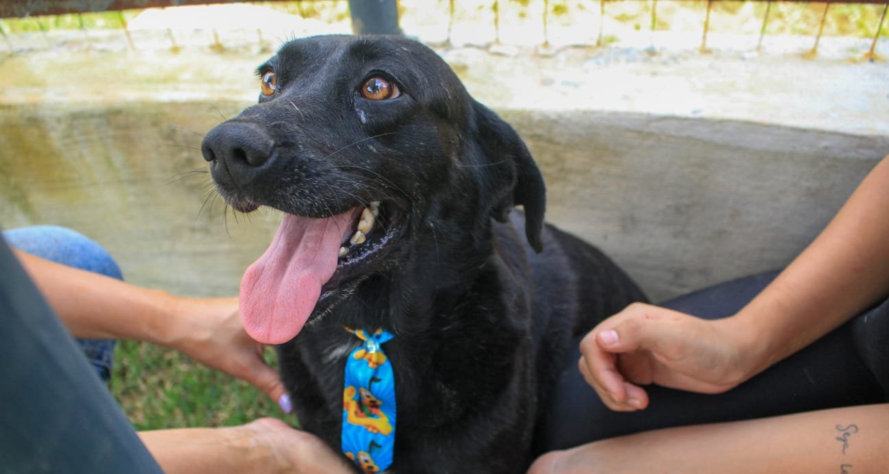 Castrações de animais em Juiz de Fora chegam a 2.055 - Imagem do artigo