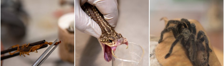 Acidentes com animais peçonhentos crescem em Minas - Imagem do artigo