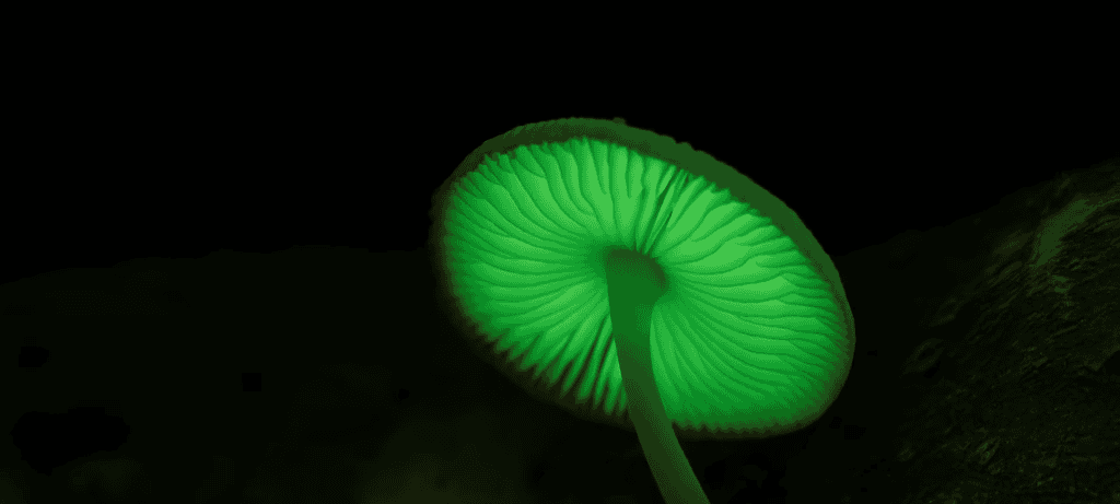 Prototaxites pode ser reino de vida totalmente novo - Imagem do artigo