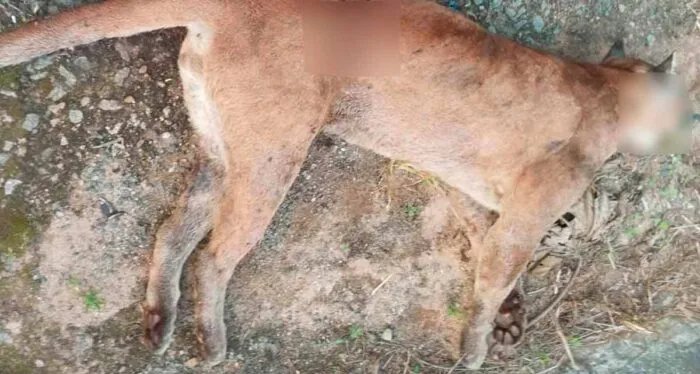 Onça-parda atropelada é encontrada morta na MG-482 - Imagem do artigo