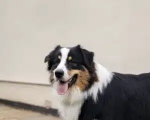 Cães aprendem palavras só ouvindo conversas, diz estudo - Imagem do artigo