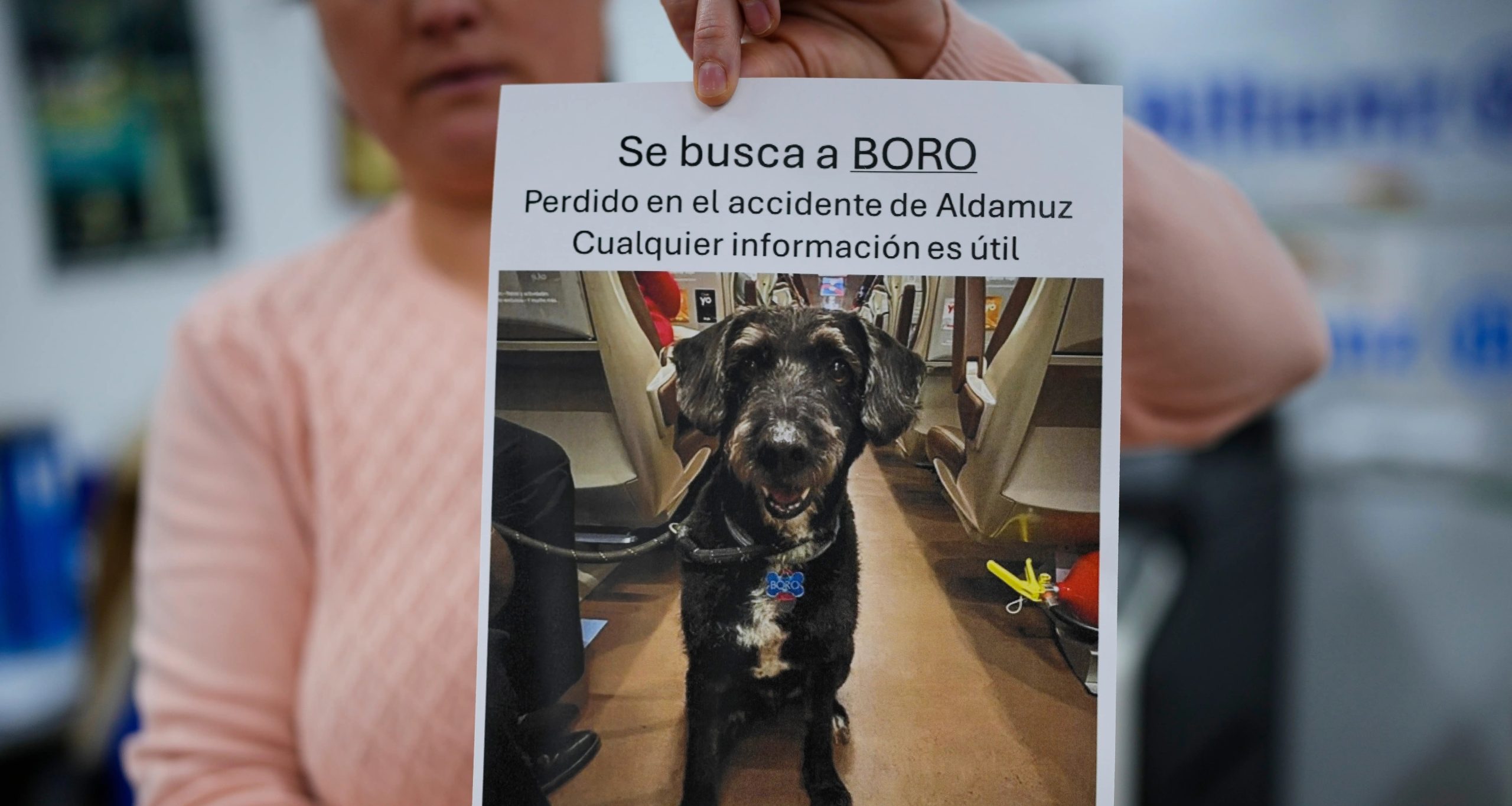 Cachorro Boro desaparecido é achado após acidente na Espanha - Imagem do artigo