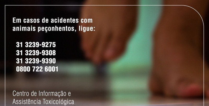 Acidentes com animais peçonhentos: saiba agir - Imagem do artigo original