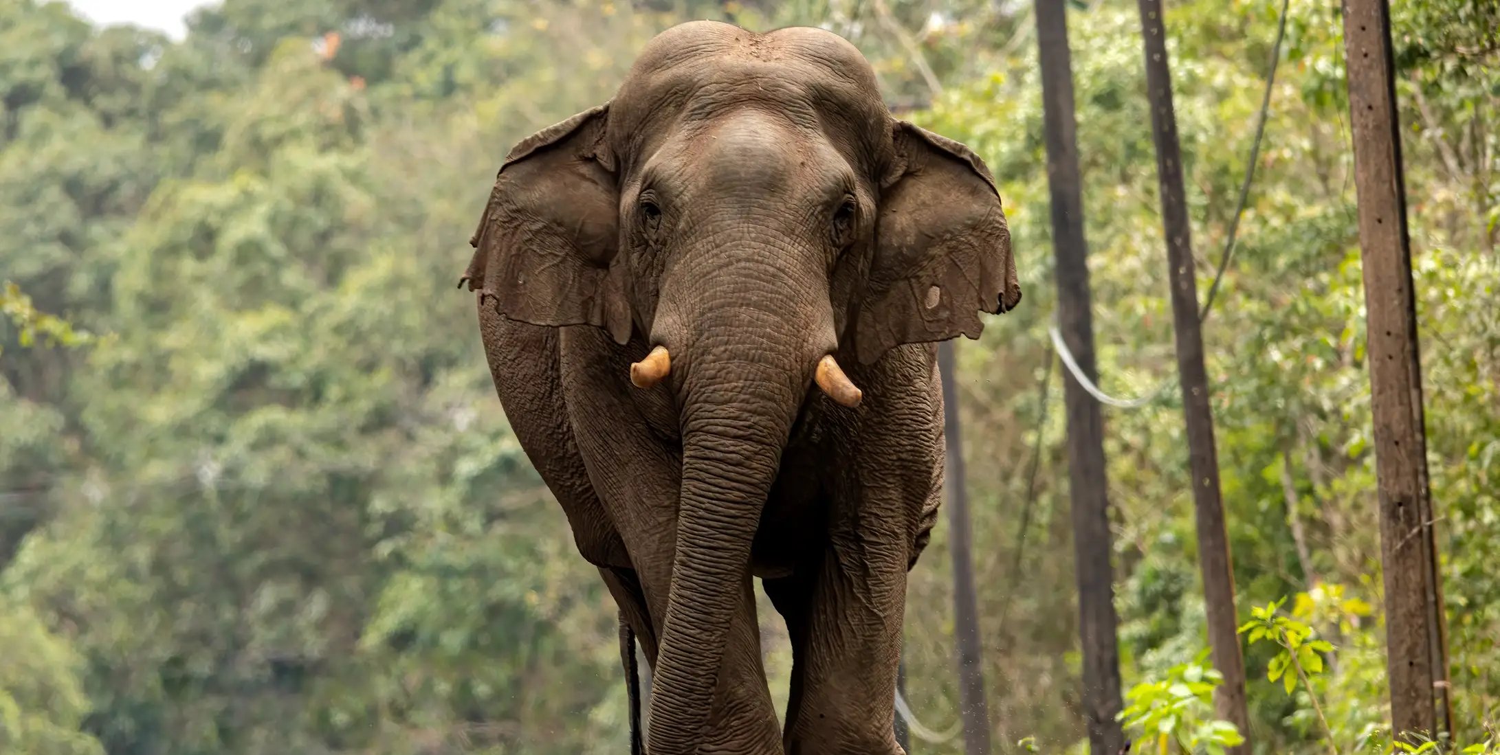 Elefante mata turista na Tailândia; é a 3ª vítima fatal - Imagem do artigo