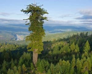 Árvores gigantes do planeta morrem sob mudança climática - Imagem do artigo