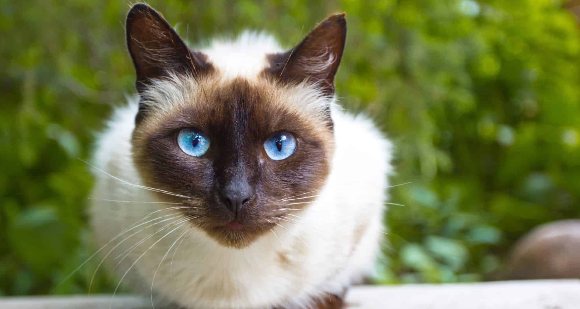 Gatos siameses lideram ranking de inteligência felina - Imagem do artigo original