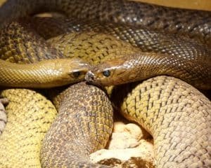 Canibalismo entre serpentes é estratégia evolutiva - Imagem do artigo