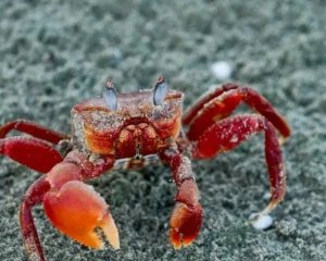 Caranguejo ou carangueijo: grafia correta e por quê - Imagem do artigo