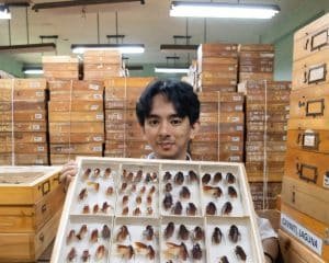 Cientista filipino descobre 15 espécies de baratas - Imagem do artigo