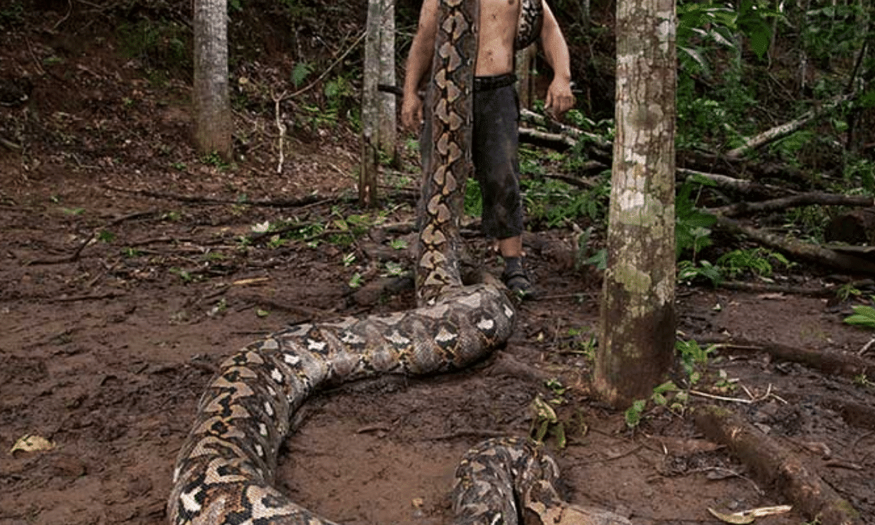 Maior cobra selvagem do mundo entra no Guinness - Imagem do artigo original