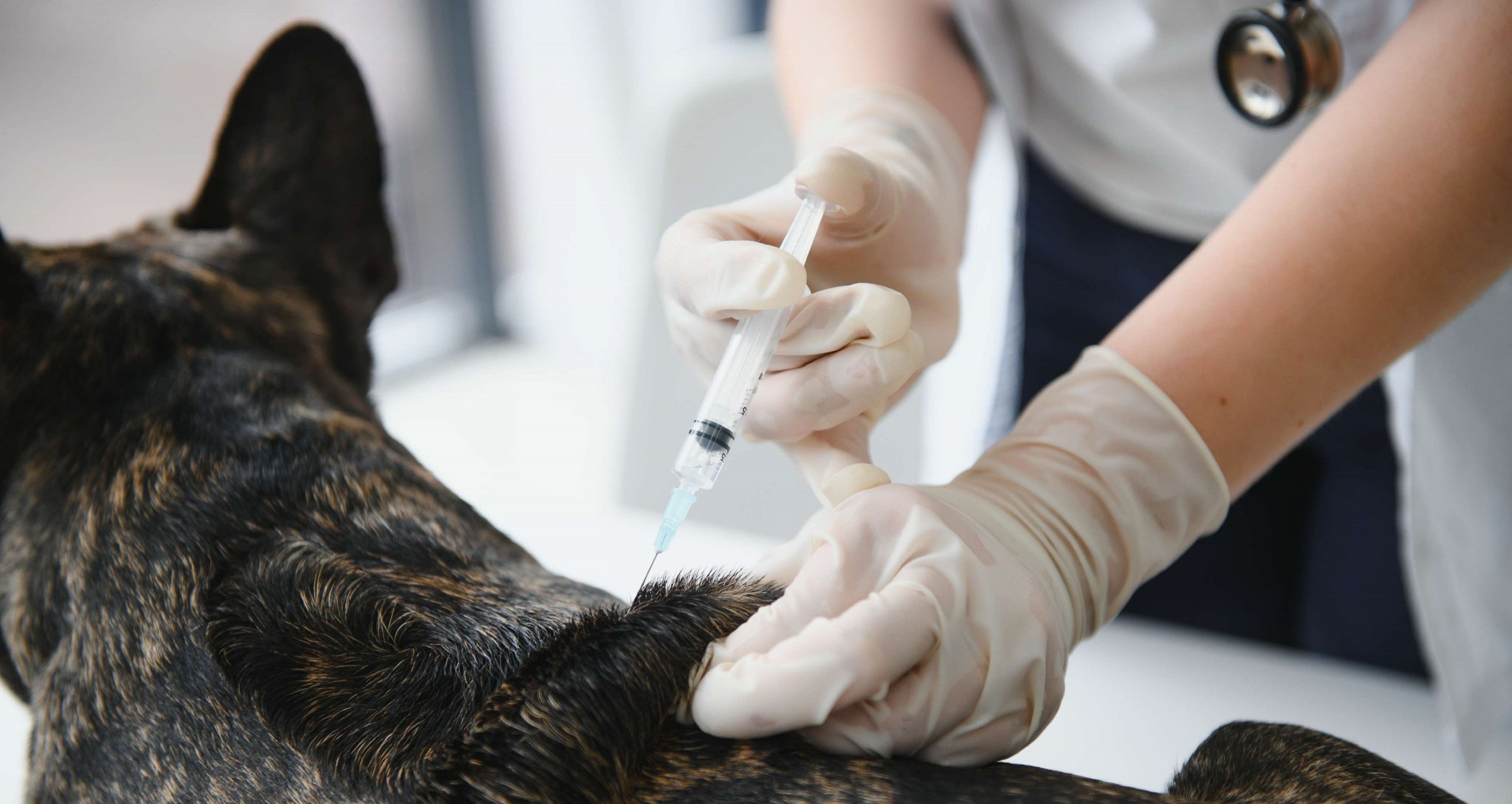 Vacina de mRNA personalizada salva cadela com câncer - Imagem do artigo