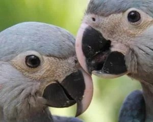 Reintrodução de animais nem sempre ajuda, diz estudo - Imagem do artigo