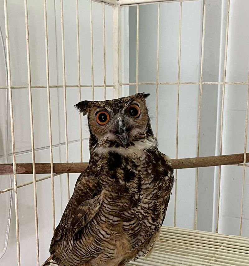 Resgate de animais nas rodovias de Minas soma 270 casos - Imagem do artigo original