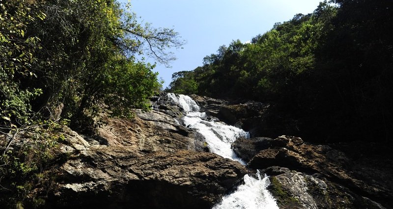Parque Estadual Mata do Limoeiro lança guia bilíngue - Imagem do artigo original