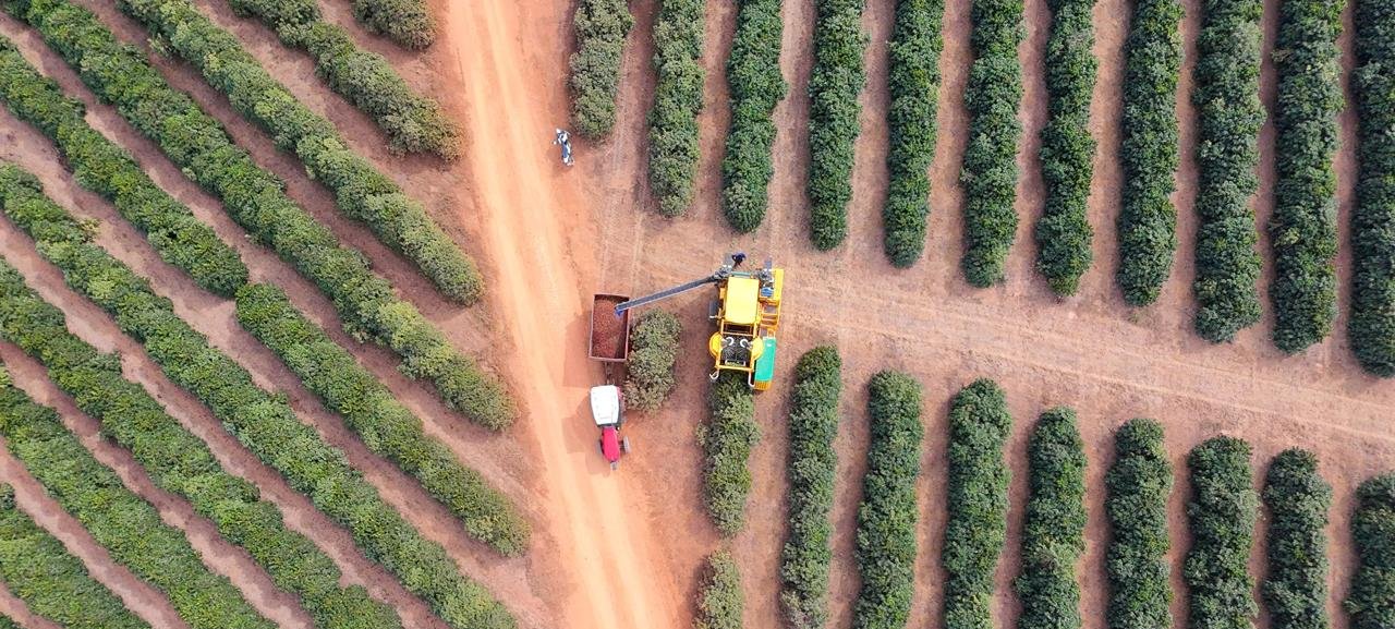 Café sustentável de Minas ganha mercado internacional - Imagem do artigo