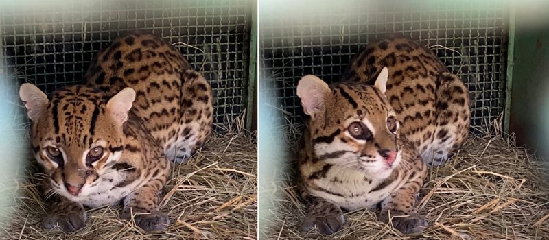 Jaguatirica devolvida à natureza após recuperação em MG - Imagem do artigo original