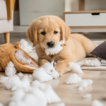 Imagem ilustrativa: A cachorrinha mais travessa de Belo Horizonte que encanta e alerta tutores