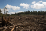 Imagem ilustrativa: Desmatamento ilegal em minas gerais atinge mais de 4 mil campos de futebol revela operação