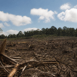 Imagem ilustrativa: Desmatamento ilegal em minas gerais atinge mais de 4 mil campos de futebol revela operação
