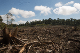 Imagem ilustrativa: Desmatamento ilegal em minas gerais atinge mais de 4 mil campos de futebol revela operação