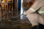 Imagem ilustrativa: Lagarto entra em bar e mobiliza bombeiros em mg após ser confundido com jacaré