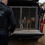 Imagem ilustrativa: Briga por herança em minas gerais resulta na morte de cachorros e mobiliza polícia