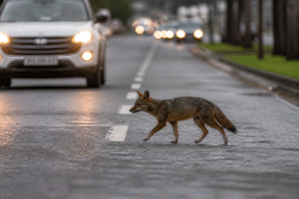 Imagem ilustrativa: Cachorro-do-mato é flagrado atravessando avenida em Belém e alerta para desafios da vida urbana e fauna s